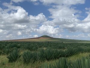 Sisal Plantation