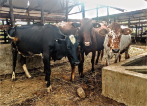 Improved cattle on the supplier farm 